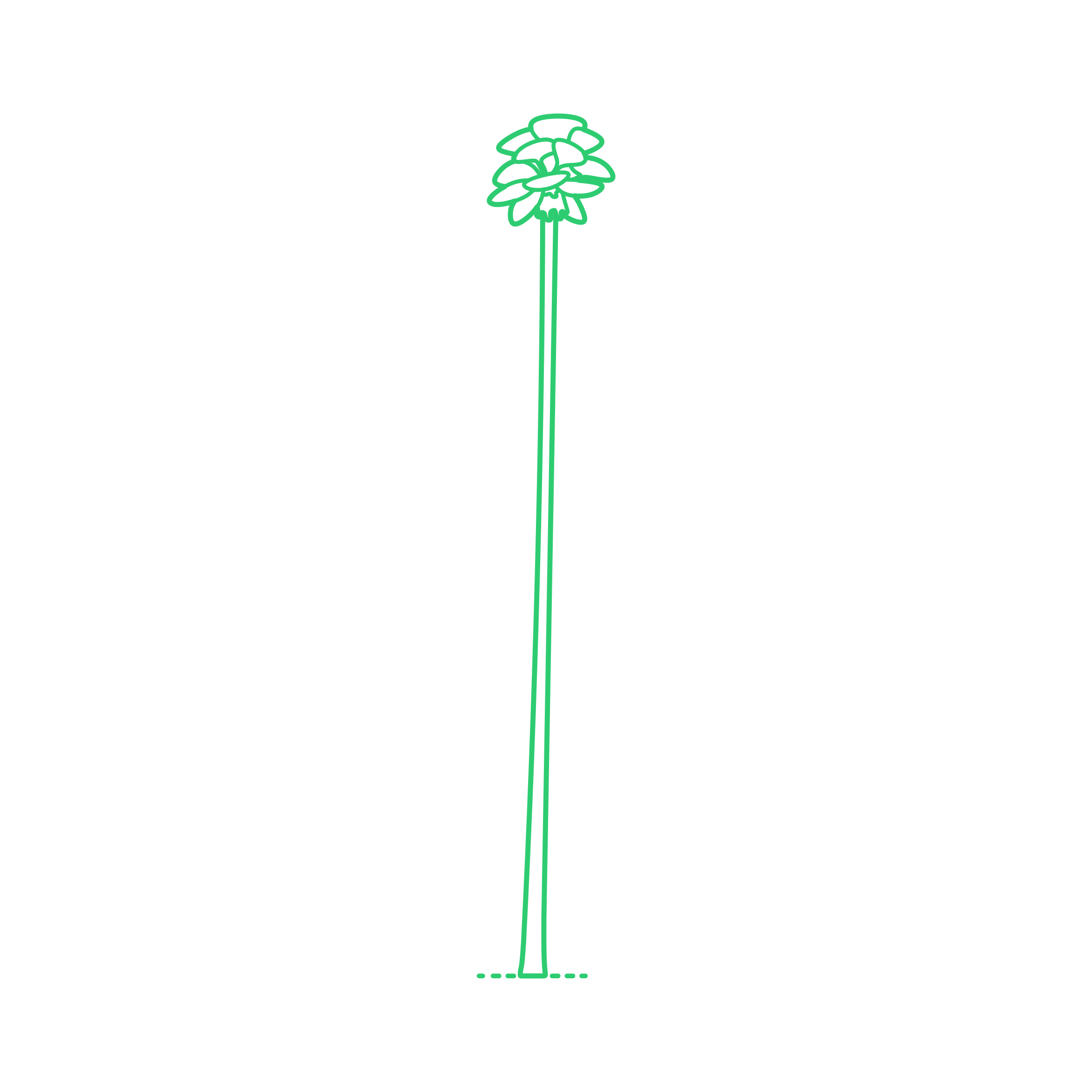 Plants Palms Mexican Fan Palm Line Art Svg Vector Free Vectors